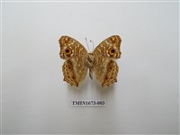 藏品(鱗紋眼蛺蝶)的圖片